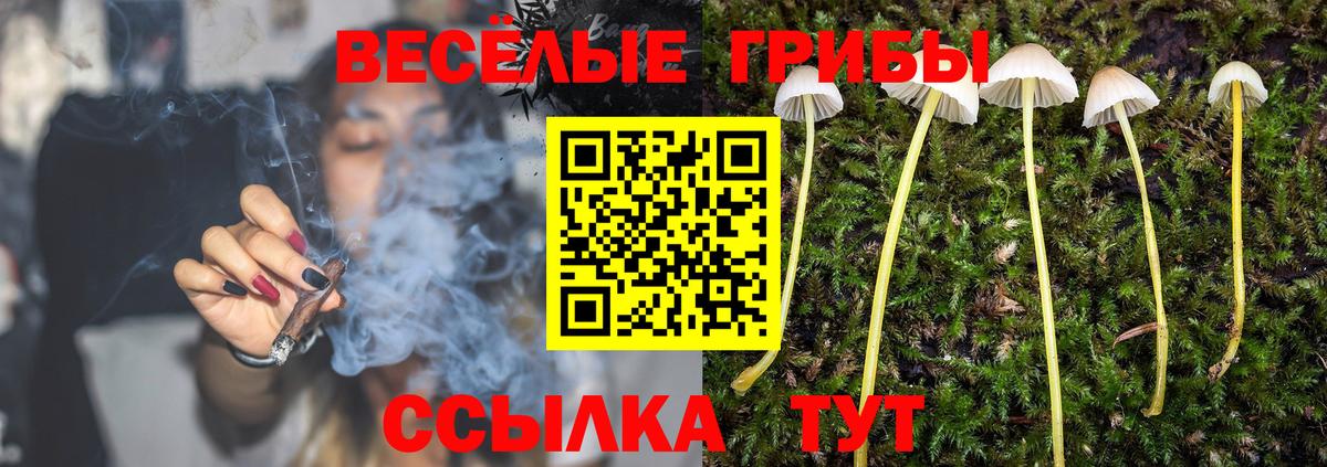 Галлюциногенные грибы Cubensis  Таганрог  Галлюциногенные грибы GOLDEN TEACHER 